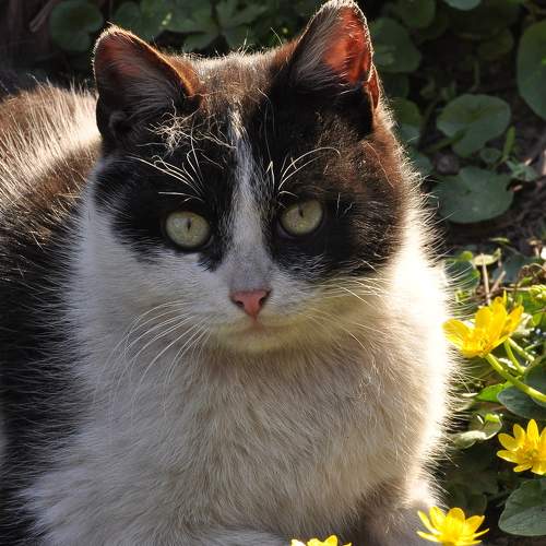 Photo #10685794