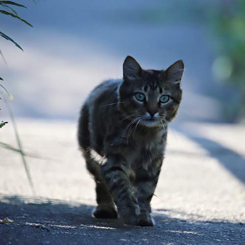 Photo #10685906