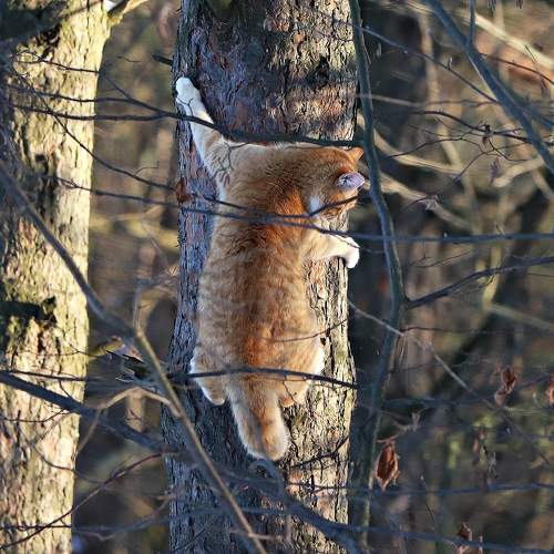 Photo #10685979