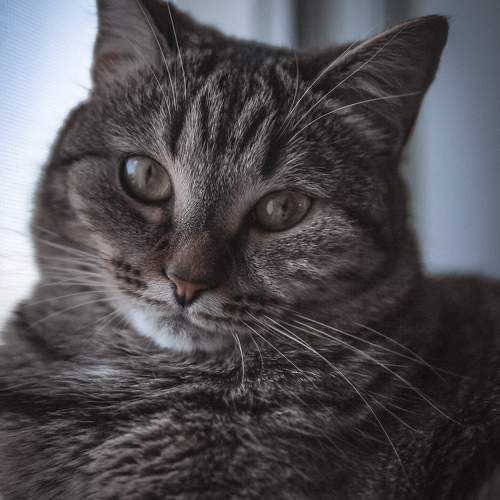 Photo #10686068