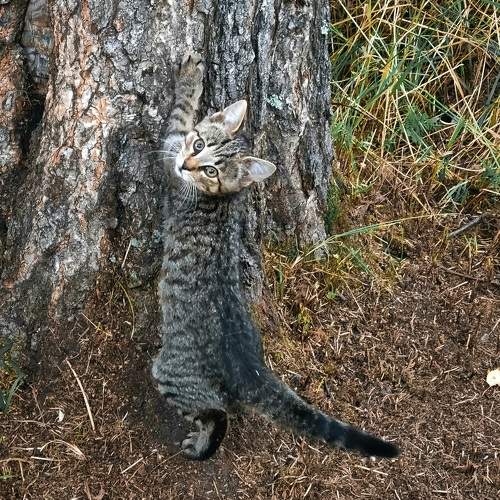 Photo #10686237