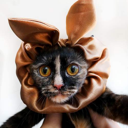 Photo #10686534