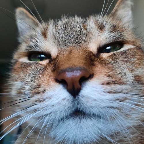 Photo #10686557
