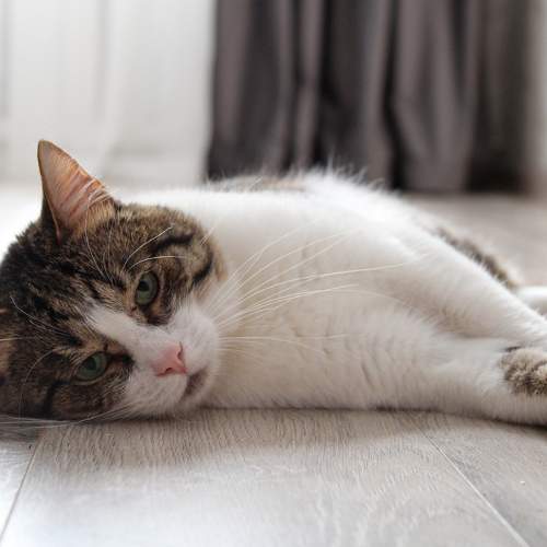 Photo #10686602