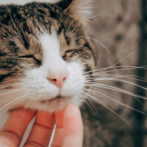 Photo #10686604