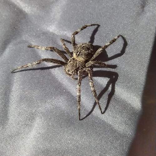 Photo #10686668