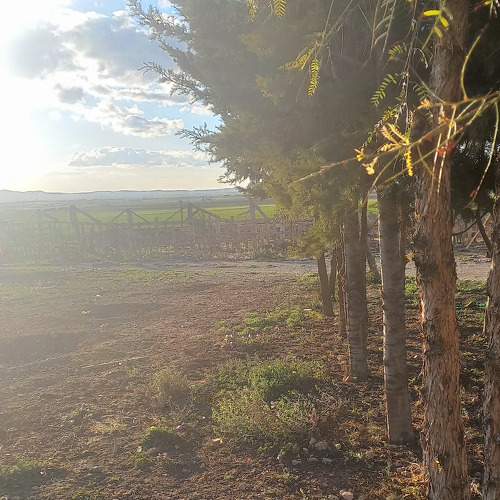 تبسة الجزائر