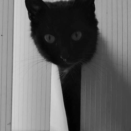 Photo #10686892