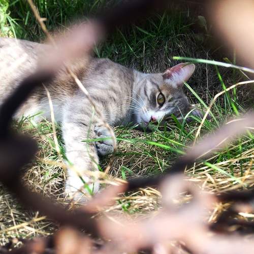 Photo #10687087