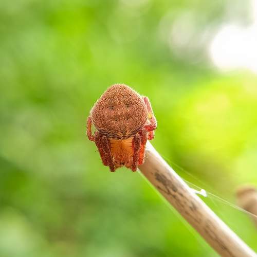Photo #10687395
