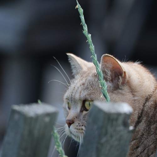 Photo #10687600