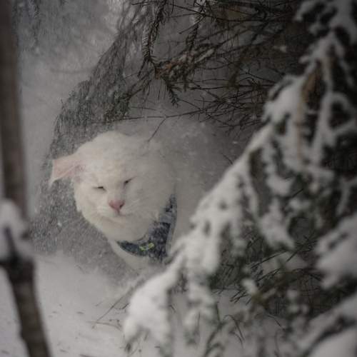 Photo #10687642