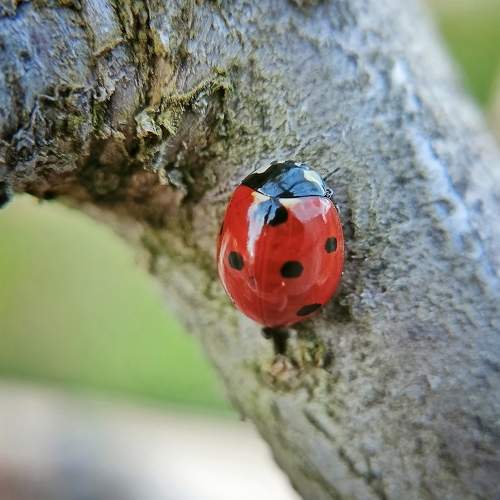 Photo #10687828