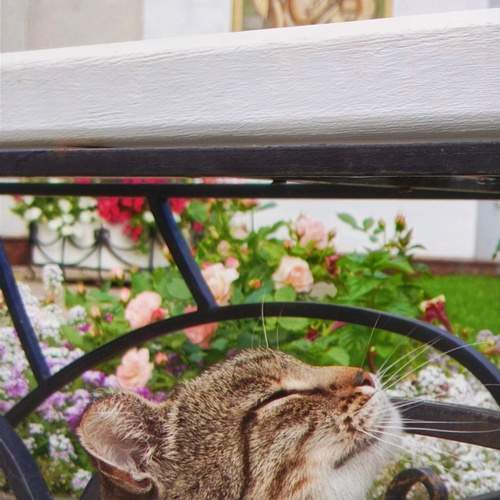 Photo #10688029