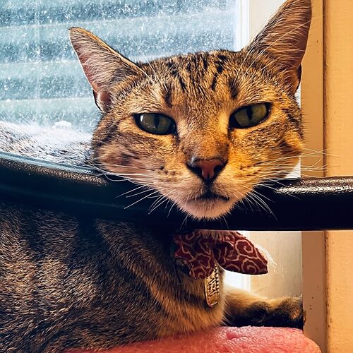 Photo #10688238