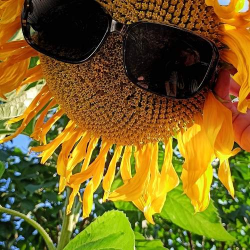 Photo #10688424