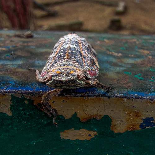 Photo #10688585