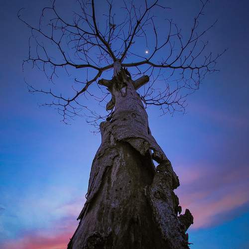 Photo #10688873