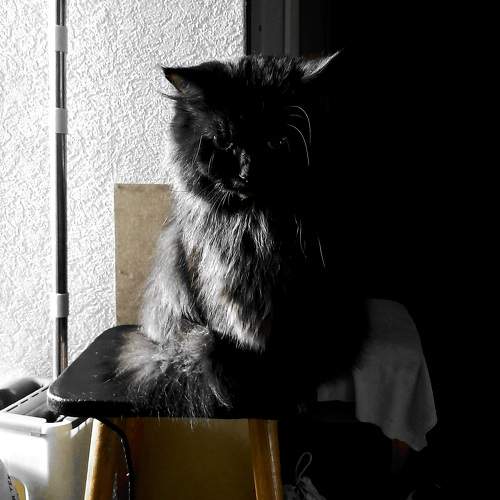 Photo #10689013