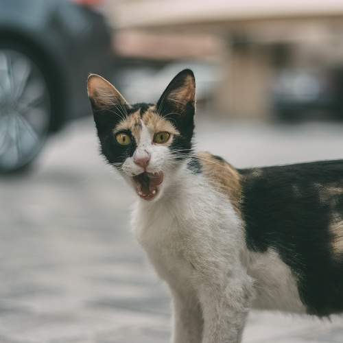 Photo #10689067