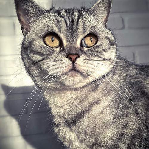 Photo #10689227