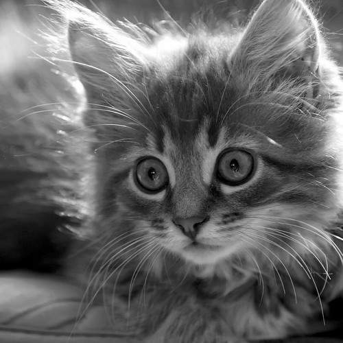 Photo #10689323