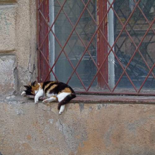 Photo #10689668