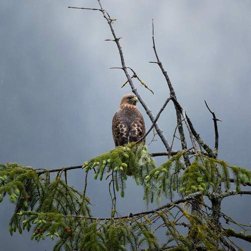 Photo #10690144