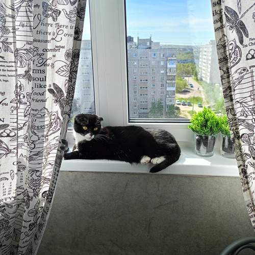 Photo #10690161