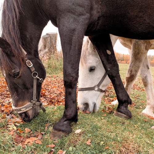 Photo #10691293