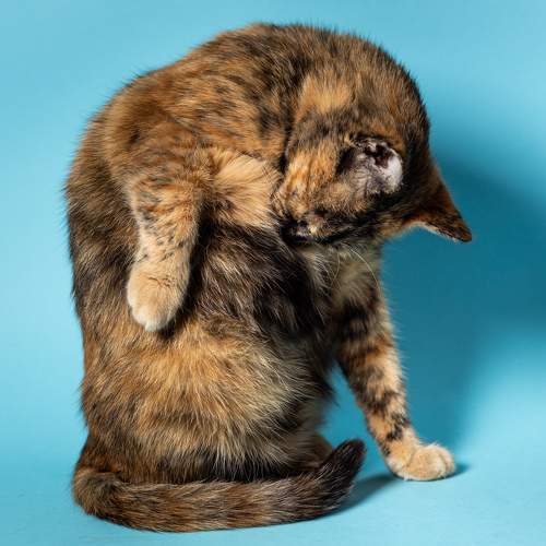 Photo #10691330