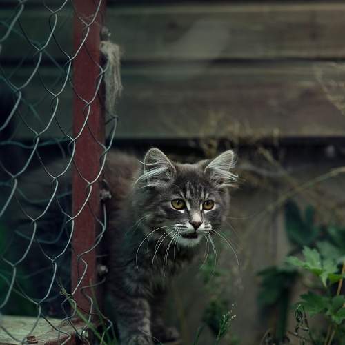 Photo #10691345