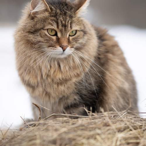Photo #10691738