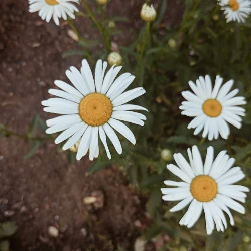 Photo #10691746