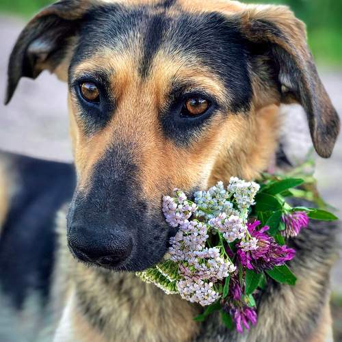 Photo #10691827