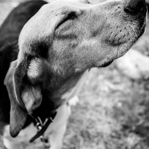 Photo #10691929