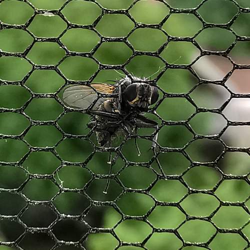 Photo #10692072