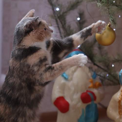 Photo #10692115