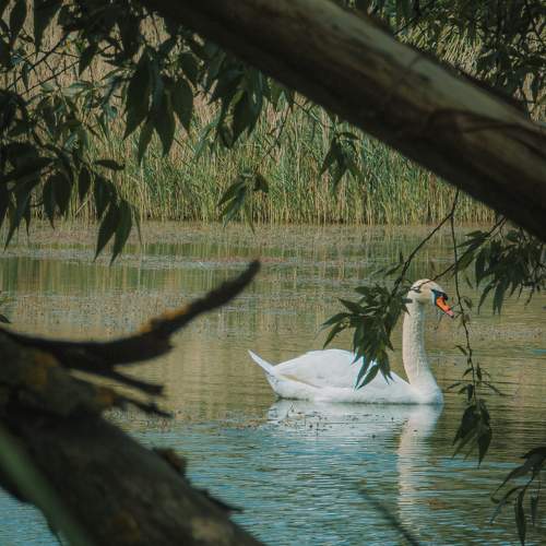 White swan