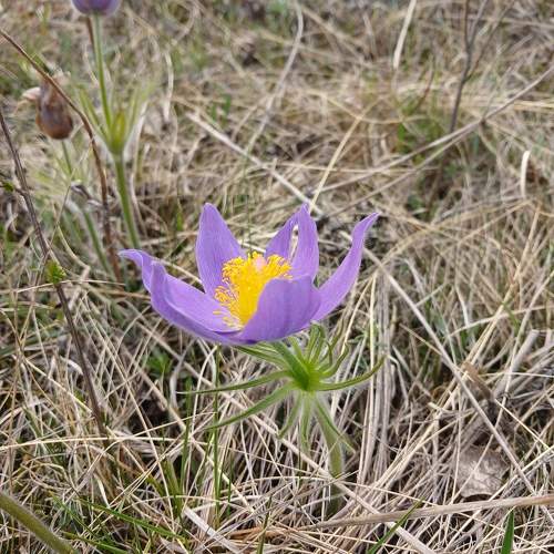 Photo #10692271