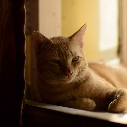 Photo #10692340