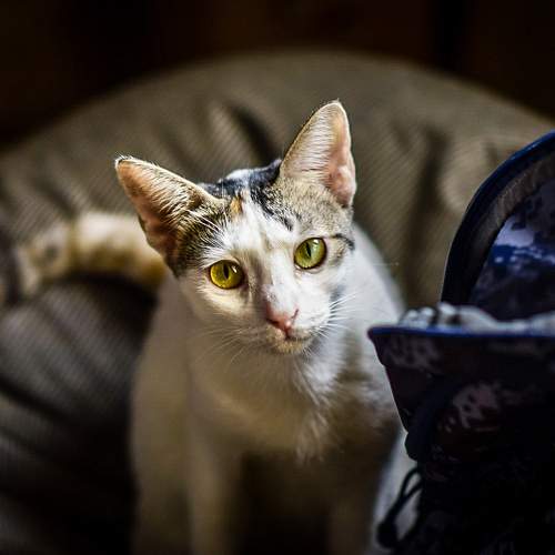 Photo #10692357