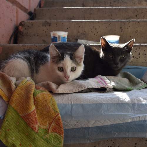 Photo #10692744