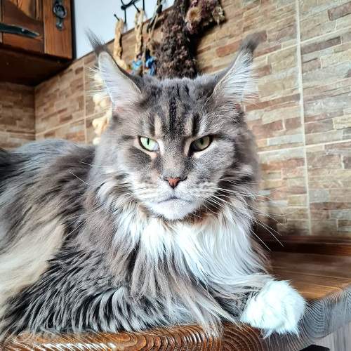 Photo #10692944