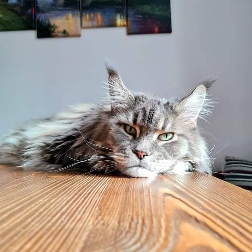 Photo #10692949