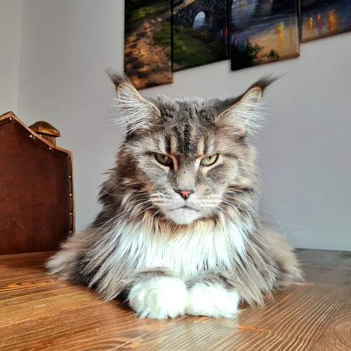 Photo #10692959
