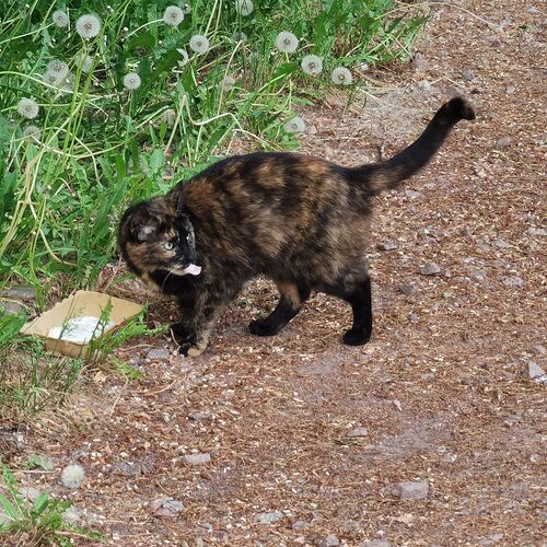 Photo #10693109