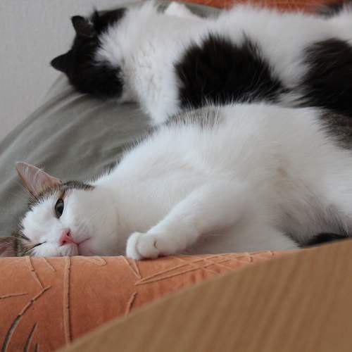 Photo #10693176