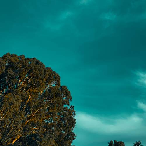 Photo #10693400