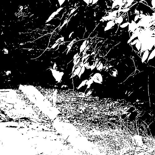 Photo #10693469